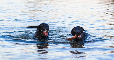 两只黑狗在游泳